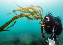 drysuit-diver-kelp-jennifer-idol.jpg.webp