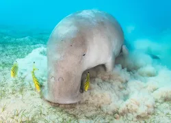 dugong-brandi-mueller-.jpg.webp