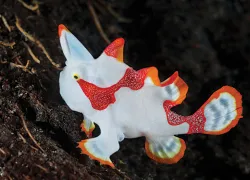 encounters_clown_frogfish_scd_teaser.jpg.webp