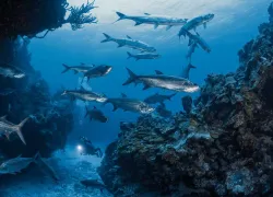epic-wall-dives-cayman-tarpon-brandon-cole-.jpg.webp