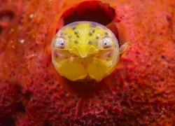 face_to_face_.jpg.webp