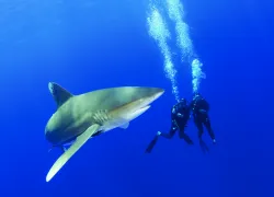 fbcatisland.jpg.webp
