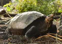 fernanda-courtesty-galapagos-conservancy.jpg.webp