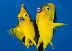 fish-snuggle-alex-mustard.jpg.webp