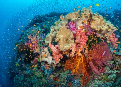fjalexmustard.scubadivingmagazine.november.jpg.webp