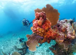 flkeys-diver-elbow-reef-key-largo-benz_scd.jpg.webp