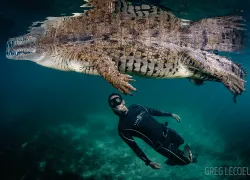freediver-crocodile-garden-of-the-queen-cuba-underwater-photo.gif.webp