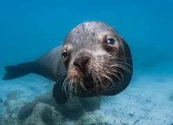 galapagos-sea-lion-greg-lecoeur-sc.jpg.webp