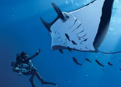 giant-manta.jpg.webp