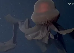 giant-phantom-jellyfish-screenshot-monterey-bay-research-institute.png.webp