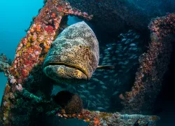 goliath-grouper-wreck-suzan-meldonian.jpg.webp