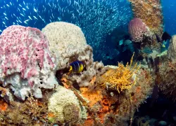 grays-reef-national-marine-sanctuary-shutterstock-love-lego.jpg.webp