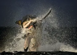 great_white_shark_photographer_spotlight_justin_gilligan__teaser.jpg.webp