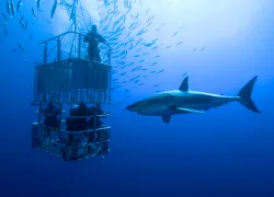 great_white_teaser_-_shark_diving_ban_.png.webp