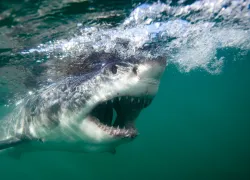greatwhiteunderwater_stephenfrink_teaser.jpg.webp