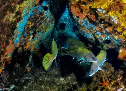 grottes-credit-lecques-aquanaut.png.webp