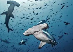 hammerheads-shutterstock-alex-rush.jpg.webp