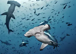 hammerheads-shutterstock-alex-rush.png.webp