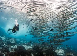 horizontal-schooling-jacks-malpelo-colombia-credit-annie-crawley.png.webp