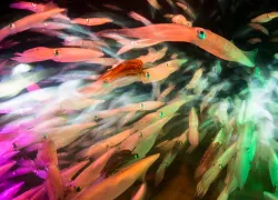 how-to-use-slow-shutter-speed-squid-durand_x.jpg.webp