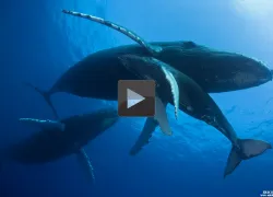 humpback-whales-familyx.jpg.webp