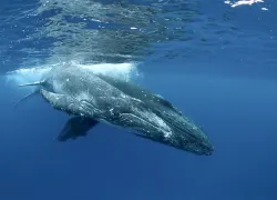 humpback-whales-video.jpg.webp