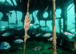 idoljennifer_alabama.underwater.scubadivingmag.march.jpg.webp