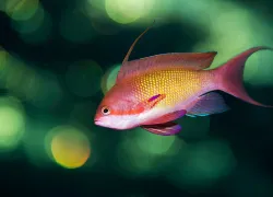 imaging-fixes-underwater-photo.jpg.webp