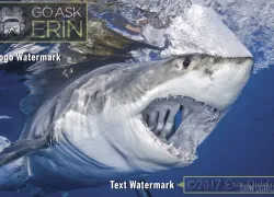 imaging_tips_how_to_watermarks_erin_quigley_v.jpg.webp