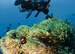 improve-underwater-photos-teaser-scd.jpg.webp