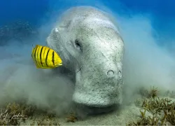 in_search_of_a_dugong_-_kate_jonker-_.png.webp