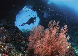 indonesia-coral-gerald-nowak.jpg.webp