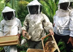 islandhoneybeekeepers_rmi.jpg.webp