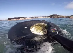 javier-silva-abalone-diving-hero.jpg.webp