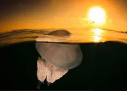 jellyfish_thumb.jpg.webp