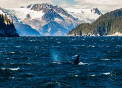 kenai-fjords-national-park-shuttestock-troutnut.jpg.webp