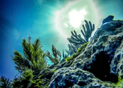 key-largo-reef-credit-shutterstock-kyle-m-price.png.webp