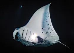 kona-manta-shutterstock-shane-myers-photography.jpg.webp