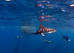 leonardo_gonzalez_shutterstock__.jpg.webp