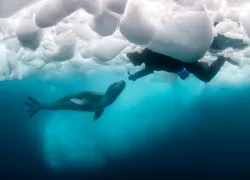 leopard-seal-with-mike-becky-schott.jpg.webp