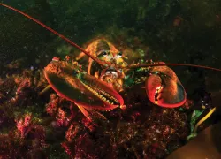 lobster-jennifer-idol.jpg.webp