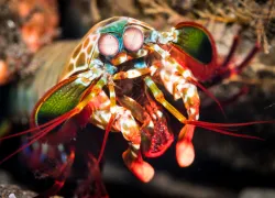 macro-peacock-mantis-shrimp-durand--.jpg.webp
