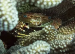 macro_crab_edit_bh_maui_teaser.jpg.webp