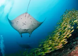 maldives-manta-ray-yellow-fish-shutterstock-nicolasvoisin.jpg.webp