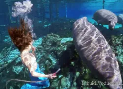 manatee_mermaid_weeki_wachee.png.webp