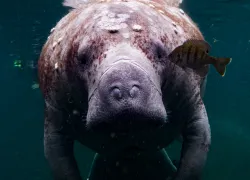 manatee_tiffanyduong.png.webp