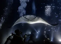 manta-night-dive-credit-shutterstock-sean-steininger.png.webp