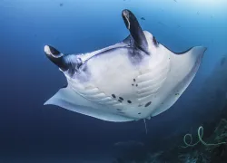 manta-ray-fabien_michenetbiosphoto.jpg.webp