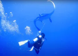 manta-rescue-toucan-diving.jpg.webp