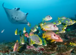 manta-school-fish-alex-mustard.jpg.webp